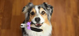 Book a Nail Trim Appointment for your Dog