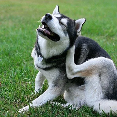EcoFlea by ColoradoDog Treats - The All Natural Flea & Tick Prevention Dog Treat