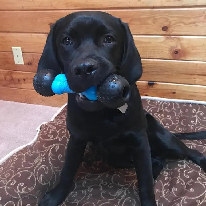 Fetch & Chew Bone - USA Made