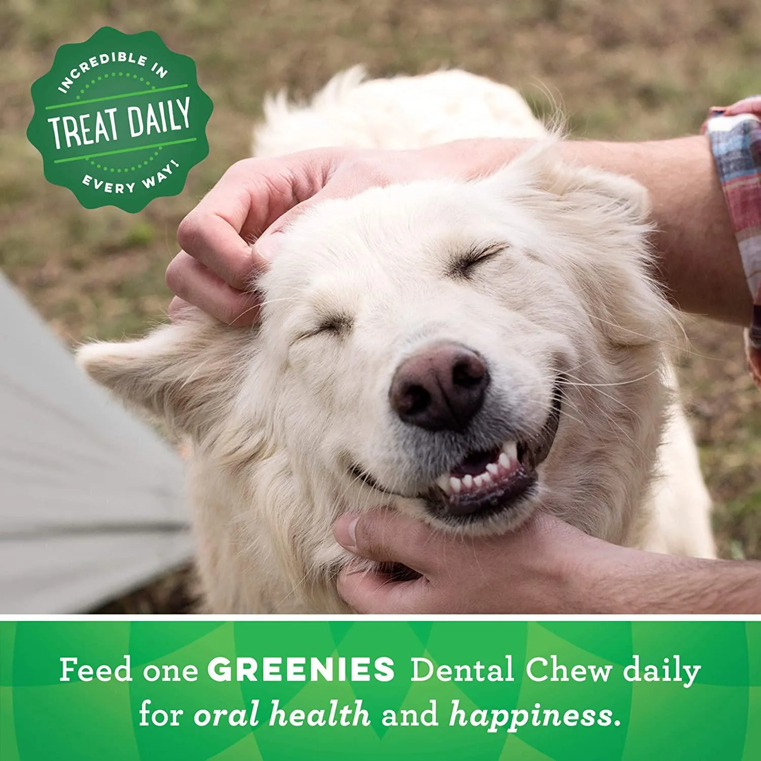 Greenies Dental Treat Original Large