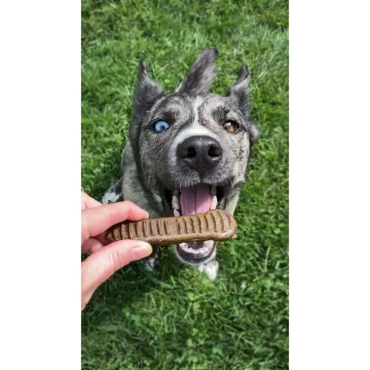 Jiminy's Dental Chew Dog Treats for Medium Adult Dogs 12Ct