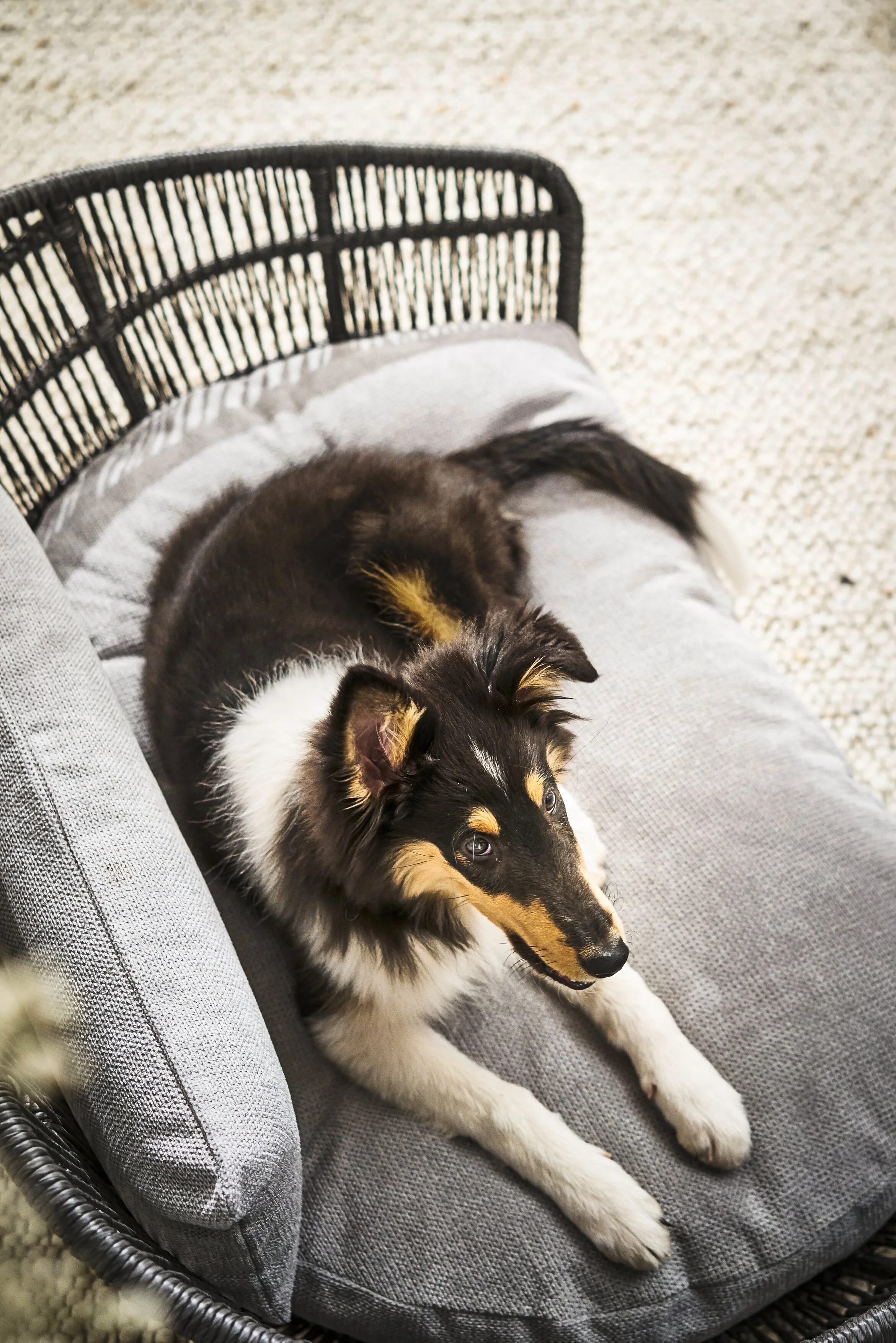 Laboni Luna Lounge Set Tudor Orthopaedic Dog Bed