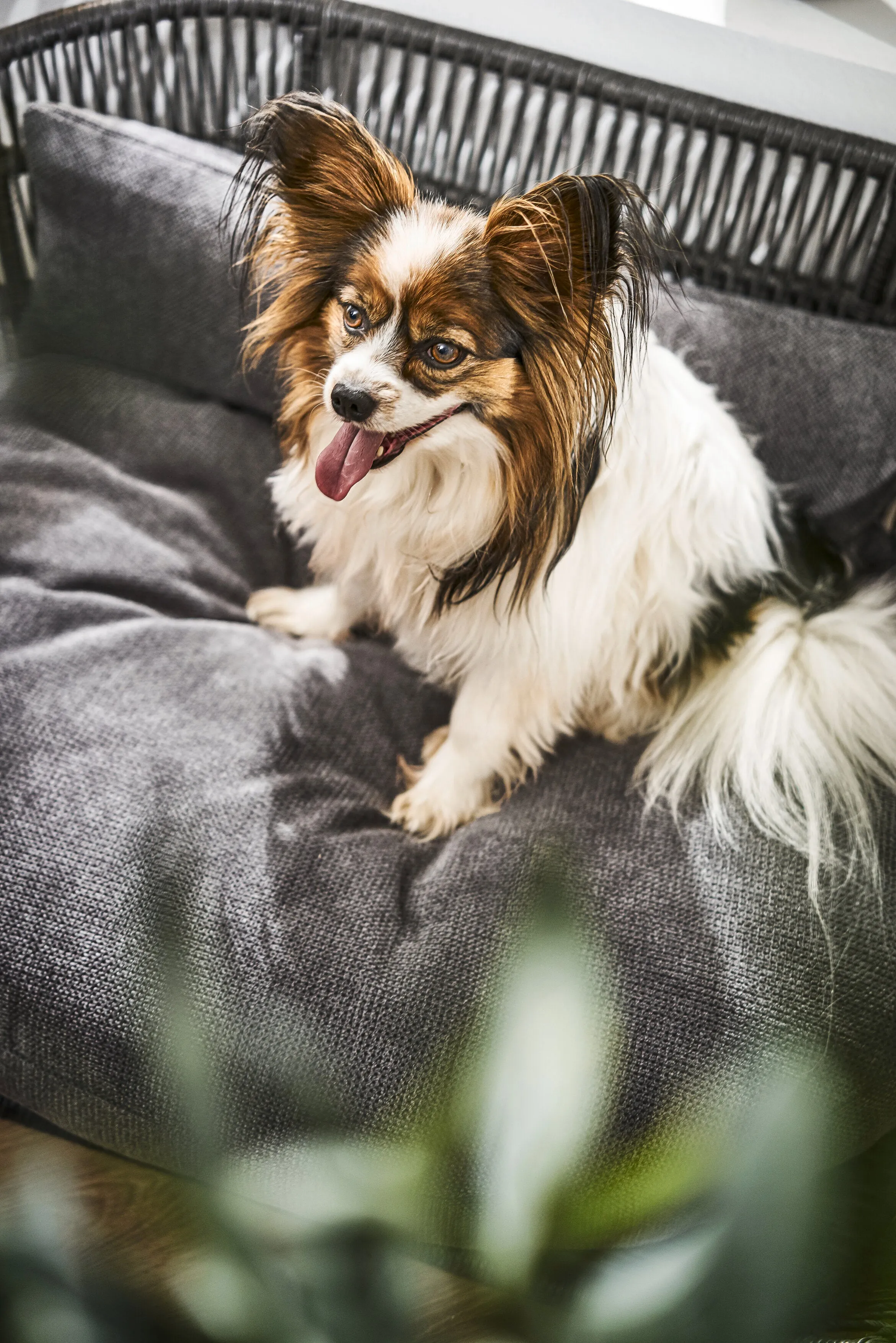 Laboni Luna Lounge Set Tudor Orthopaedic Dog Bed