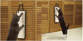 Meow Town Stretch N' Scratch Cat Scratcher (2 Pack)