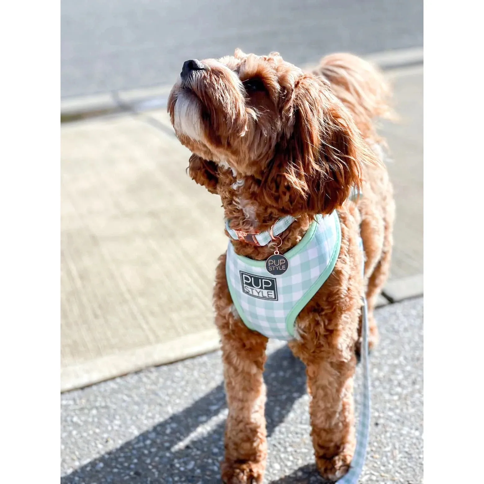 Pupstyle Suburban Collection Sweet Apple Dog Collar Extra Small