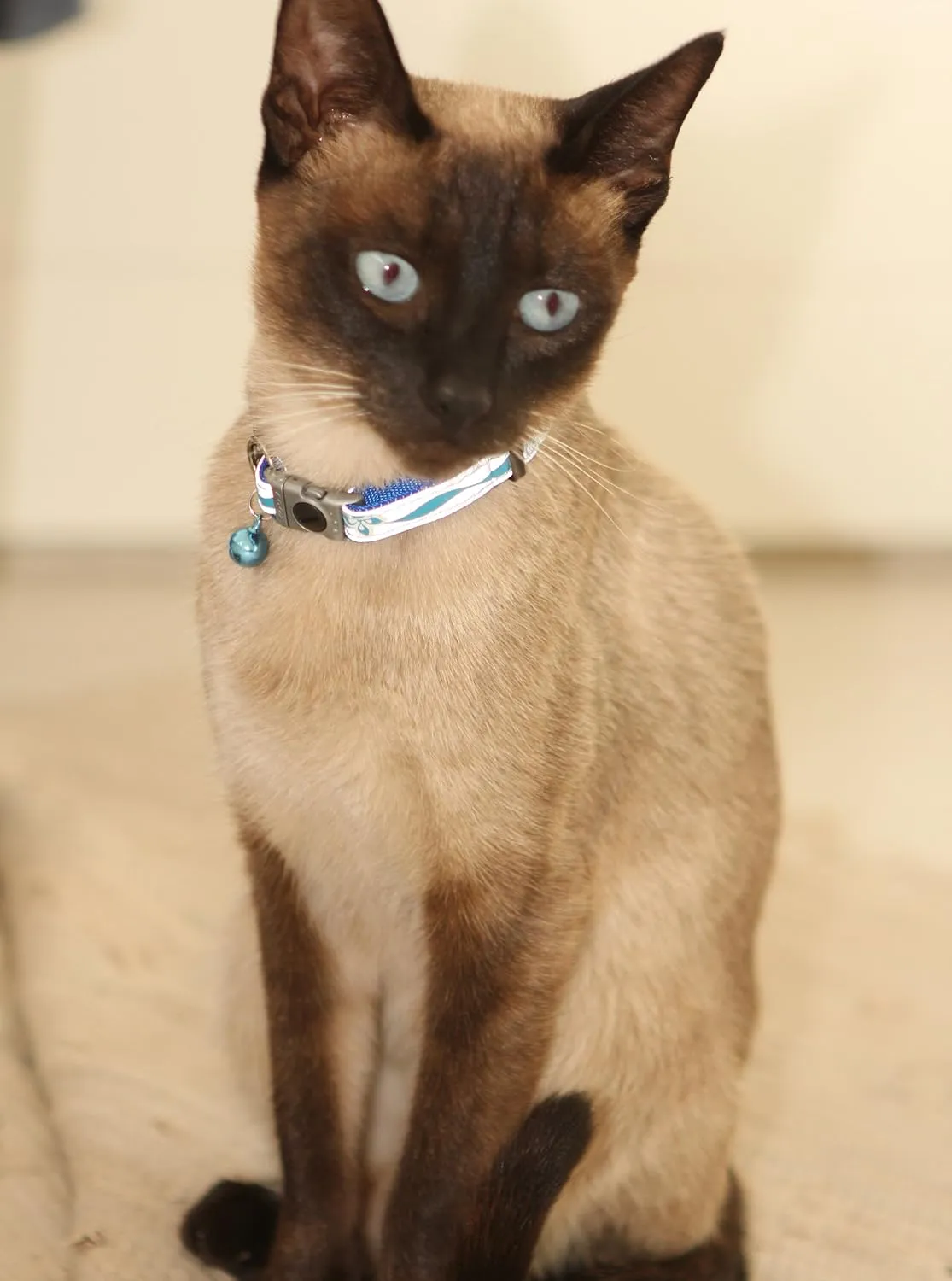 Rogz Reflective Cat Collar with Breakaway Clip and Removable Bell, fully adjustable to fit most breeds, Black Paw Design