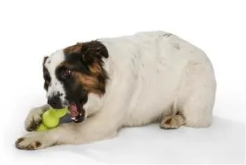 Rumpus Dog Chew Toy